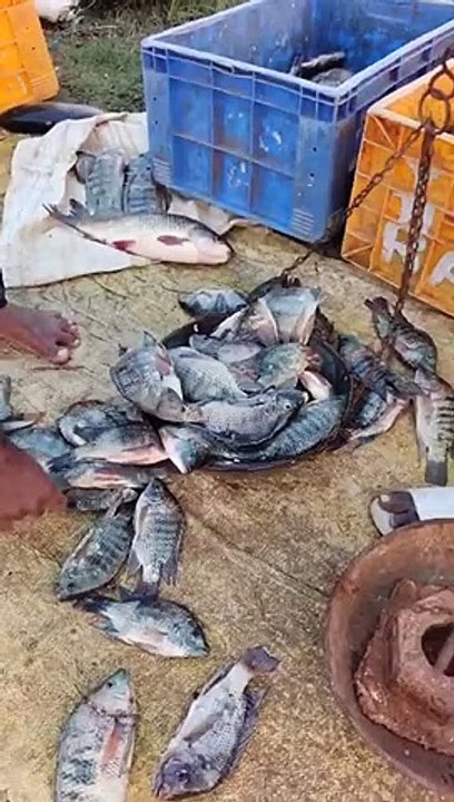 చెరువులో చేపలు ఎలా ఉన్నాయి చూడండి Fisherman_s fishing videos in river _ Bigg fish catching on nets