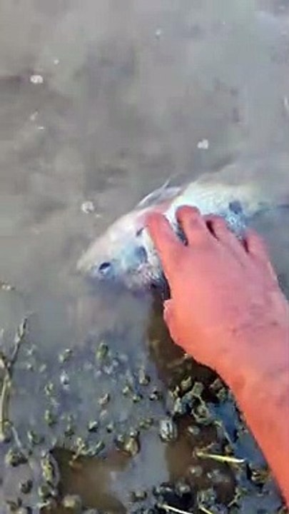 చెరువు ఒడ్డుకు కొట్టుకొచ్చిన చేప _fishingvideo _fisherman _fish _fishing _fishnames