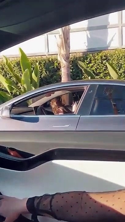 What kind of dog is that? funny dog shorts 2023 #dogshorts #dogs #funnydogs #cutedogshort #cute