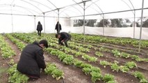 Meslek lisesi öğrencileri, 38 dönümde sebze yetiştirerek tarımı öğreniyor