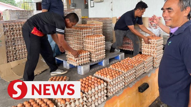 Chicken, egg supply to return to normal from this month, says MAFS