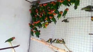 Beautiful sparrow birds |parrots