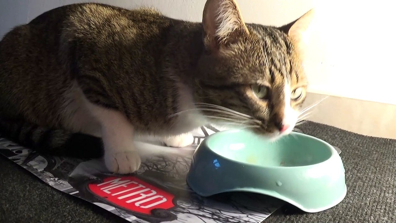 Cat Stretches after Eating