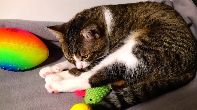 Cute Cat Guards His Toys