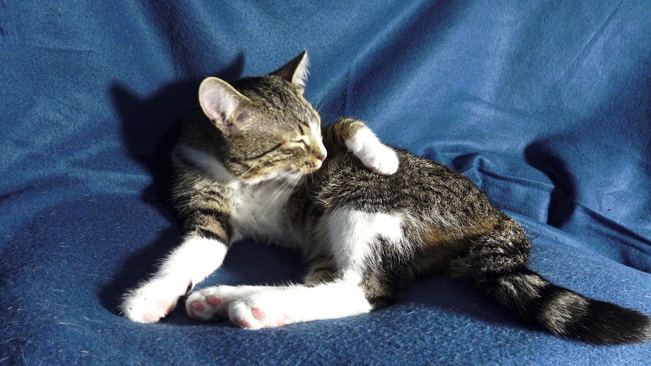 Cute Cat Washes Himself