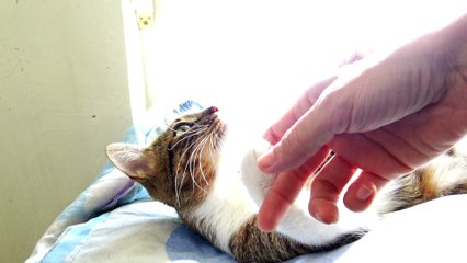 Cute Purring Cat Bites My Finger