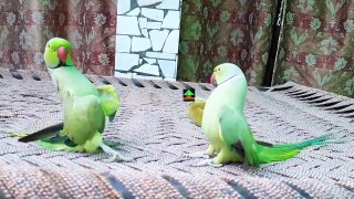 True Friendship Of Ringneck Talking And Dancing Parrots