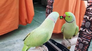 Cute Mitthu Talking Parrot Showing Some His Unique Action In Front Of Mirror