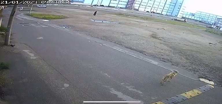 Bursa'da başıboş köpeklerin saldırısına uğrayan kişi kamerada