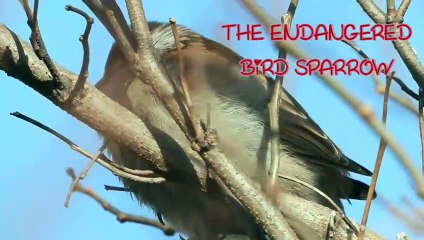 THE ENDANGERED  BIRD SPARROW