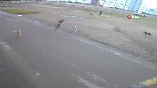 Bursa'da başıboş köpekler yaşlı kadına böyle saldırdı