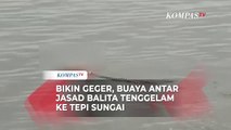 Viral! Buaya di Sungai Mahakam Antar Jasad Balita Tenggelam ke Tepian Sungai