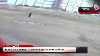 Bursa'da başıboş 10 köpek yaşlı kadına saldırdı