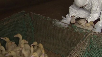 고병원성 AI 확산세 주춤..."앞으로 2주 고비" / YTN