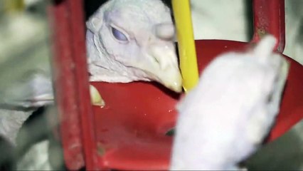 You Won't Believe What I Saw When I Sneaked Into A UK Turkey Farm