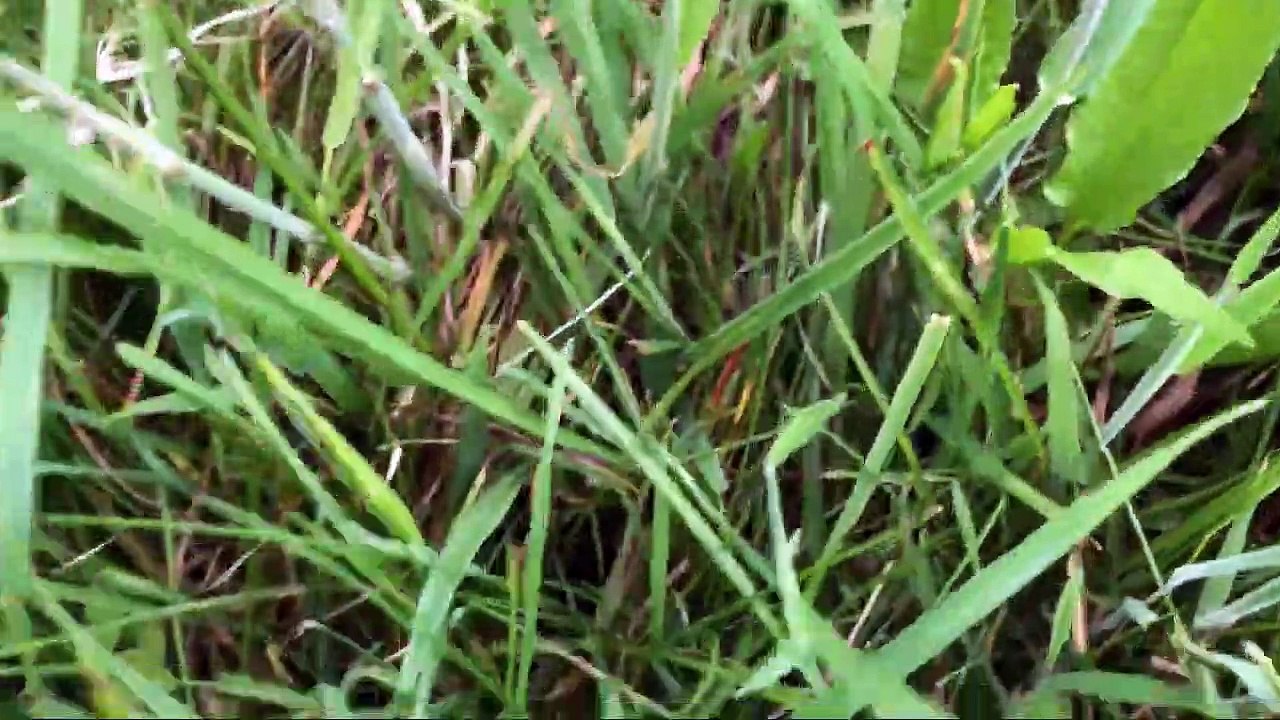 This is what horse-powered, mob-grazing regenerative farming looks like