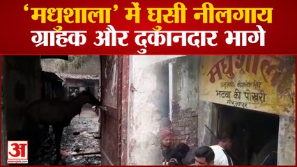 Mirzapur News: 'मधुशाला' में घुसी नीलगाय ग्राहक और दुकानदार भागे