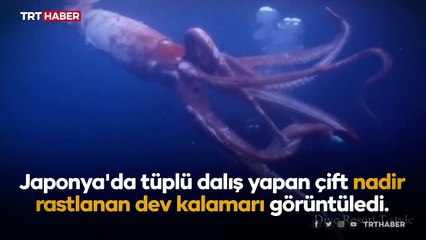 Nadir görülen dev kalamar Japon çiftin kadrajına yakalandı