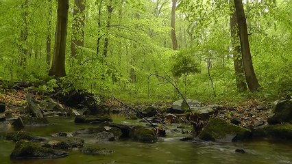 Relaxing in the forest near a brook | after the rain | thunderclap | birdsong| 1h | relax