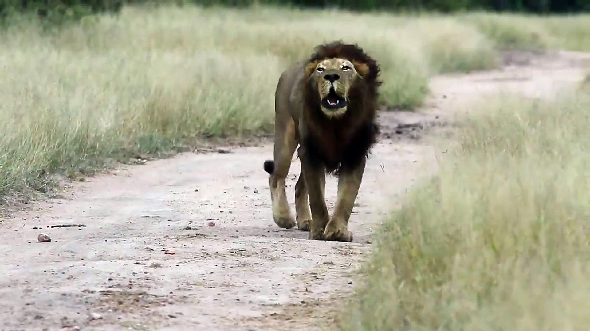 Roaring LION and LEOPARD Hunts Monkeys. - video Dailymotion