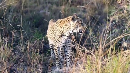 Shy LEOPARD cub, LION interrupts CHEETAH hunt, and lots of ELEPHANTS.