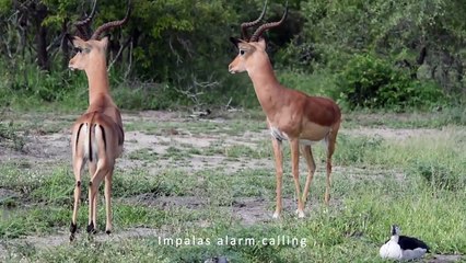 The ISLAND FEMALE and CUB. A PREGNANT LIONESS from the TORCHWOOD PRIDE.