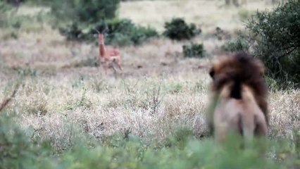 The ISLAND Female and her CUB. Both GOWRIE Males.
