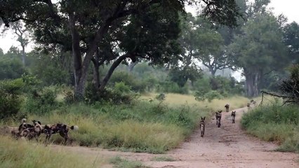 WILD DOGS Cross River. LEOPARD and ELEPHANTS.