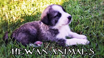 FOTO ANAK ANJING LUCU DAN MUSIK NO COPYRIGHT