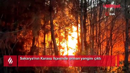 Sakarya’da orman yangını