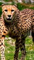 Cheetah attack Cheetah vs deer  Lion kill deer  Wild animal  Cheetah attack Tiger attack