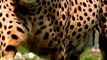 Cheetah attack Cheetah vs deer  Lion kill deer  Wild animal  Cheetah attack Tiger attack