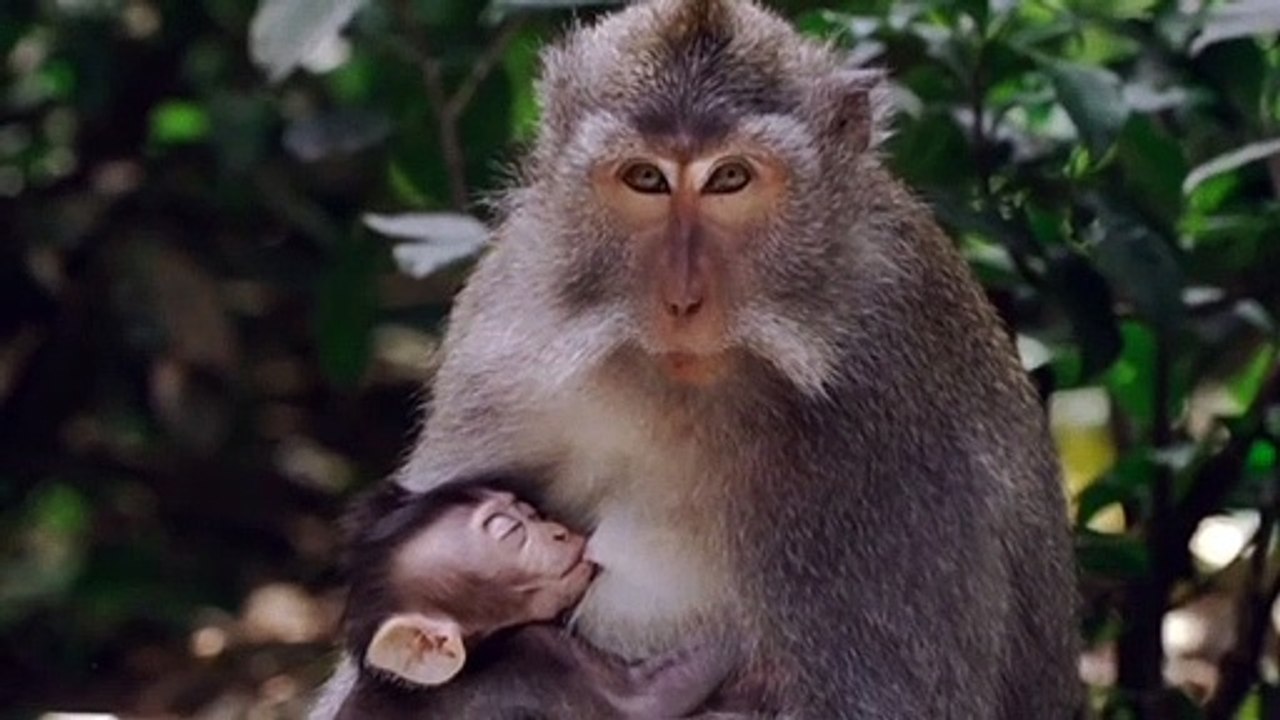 Monkey Eating Food | Monkey Eating Video | Monkey Video |