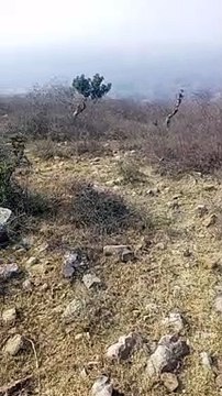 rangila#shorts videos vairal views: