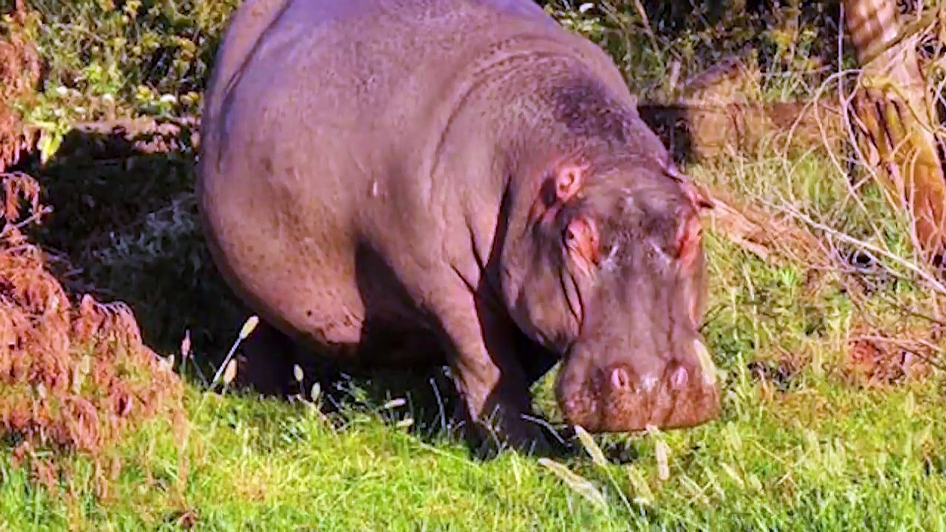 ⁣INCREDIBLE Moments When Hippos Attacked Their Enemies   Pet Spot