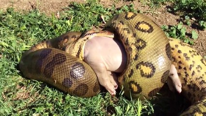 10 Animals That Could DEFEAT An Anaconda   Pet Spot