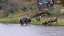 Buck Fighting Wild Dogs & Hippos Gets Caught by Crocodile