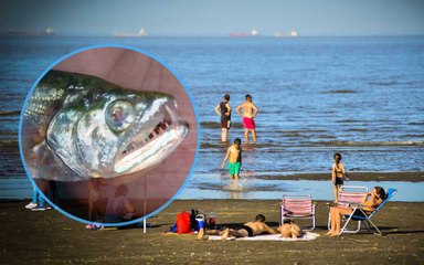 Así son los peces con dientes filosos que muerden en las playas de Punta de Lara