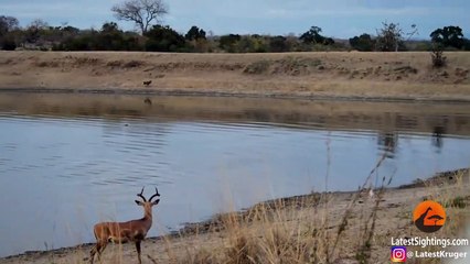 Impala vs Wild Dogs vs Crocodile vs Hippo