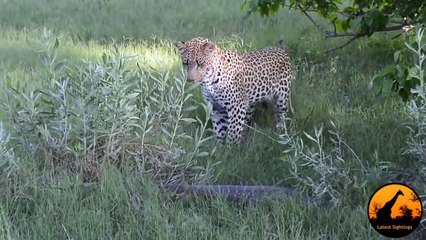 Monitor Lizard Tries To Give a Leopard a Slap - Latest Wildlife Sightings
