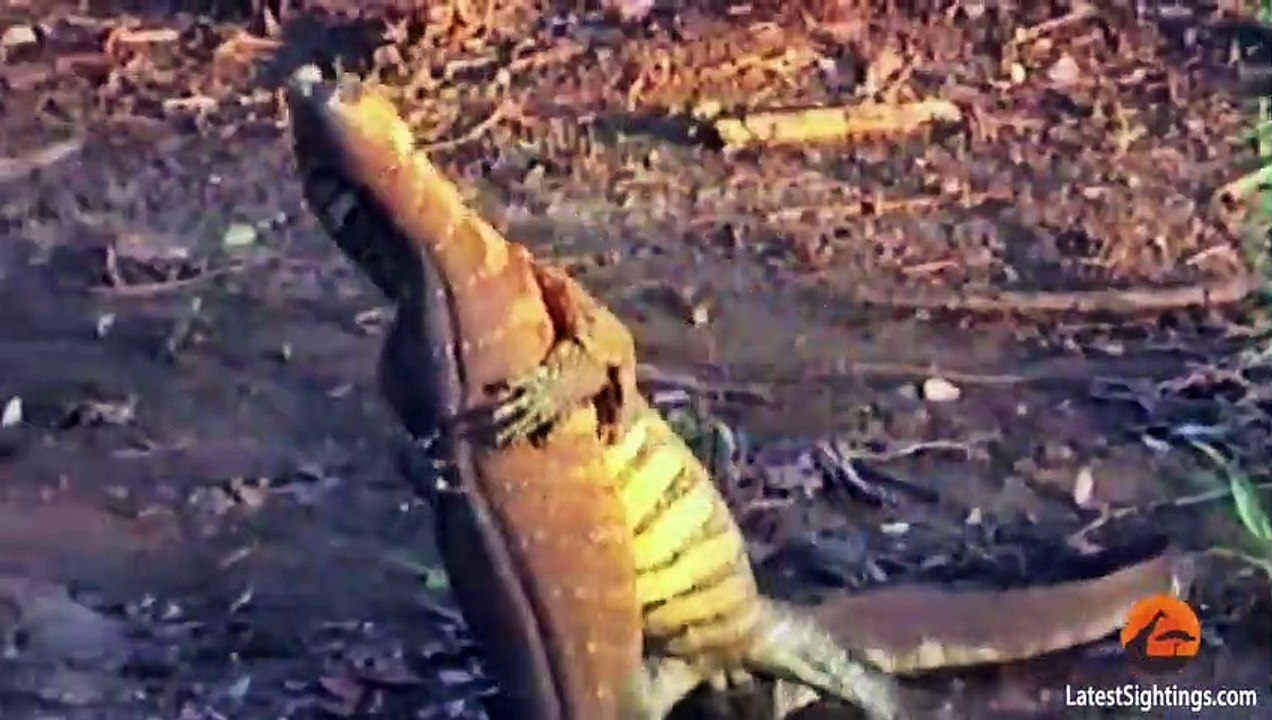 Monitor Lizards Wrestling and Fighting Latest Wildlife Sightings