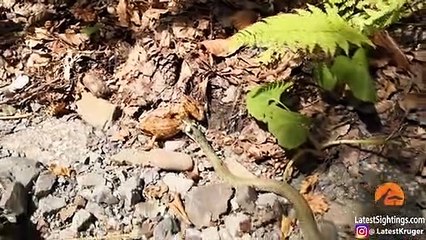 Snake Swallows Frog As it Tries to Escape