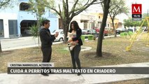 Activista denuncia falta de apoyo de las autoridades tras el rescate de 43 perritos en Monterrey