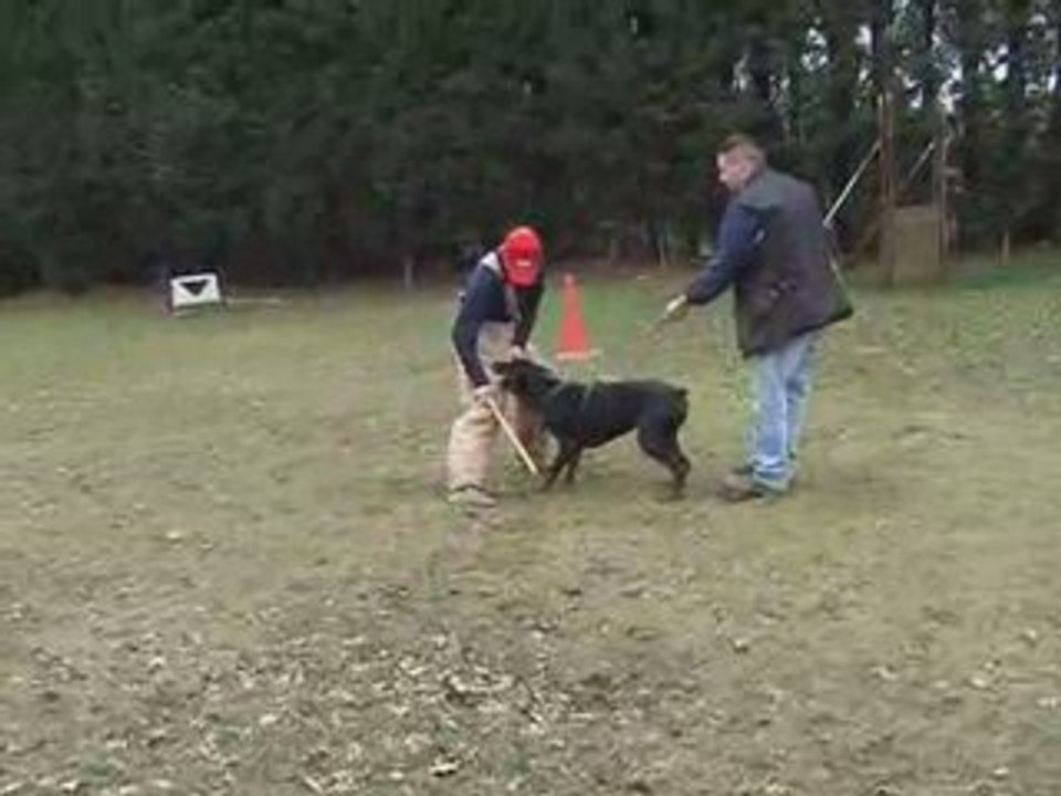 Venus mordant training