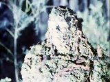 Swamp Thing - Se1 - Ep17 HD Watch