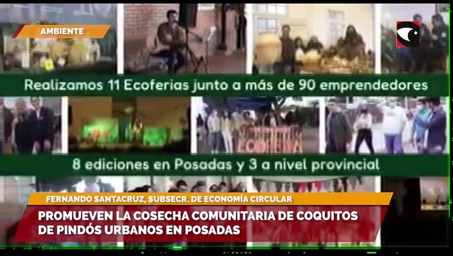 Promueven la cosecha comunitaria de coquitos de Pindós urbanos en Posadas