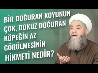 Bir Doğuran Koyunun Çok, Dokuz Doğuran Köpeğin Az Görülmesinin Hikmeti Nedir?