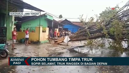 Pohon Tumbang Timpa Truk di Sukoharjo, Sopir Selamat, Truk Ringsek di Bagian Depan