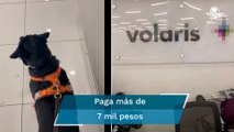 Viaja con su perrito en Volaris y se lo regresan ensangrentado