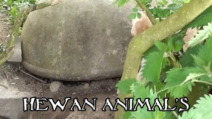 ANAK ANJING DAN MUSIK NO COPYRIGHT